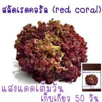 ราคา เมล็ด พันธุ์ สลัด เรดคอรัล red coral lettuce 100 เมล็ด (21956442403)