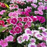 ราคา เมล็ดดอกผีเสื้อ คละสี ดอกผีเสื้อ ราคาถูก ปลูกง่าย ดอกสวยมาก ซื้อ10แถม1 คละได้ (22759579224)