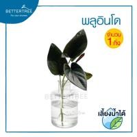 ราคา พลูอินโด จำนวน 1 กิ่ง พลูอินโดนีเซีย Piper sp ต้นไม้ฟอกอากาศ ต้นไม้ ต้นไม้ในร่ม พลูด่าง (8979623004)