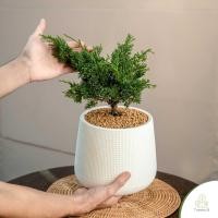 ราคา Treeno 9 T97 สนชิมปากุ อิโตกาว่า พร้อมกระถางสวย มินิมอล สีขาว itoigawa shimpaku 8 นิ้ว สูง 20 30 cm ไม้บอนไซ ต้นไม้ (17451751766)