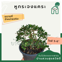 ราคา ต้นหูกระจงแคระ มาในกระถางพร้อมตั้ง (22801173957)