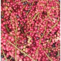 ราคา สดจากฟาร์ม มะเม่า ผล สด สะอาด รับประกันคุณภาพ ราคา ถูก ส่ง (21036875960)