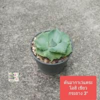 ราคา ต้นอากาเว่แคระ อะกาเว่แคระ โอฮิ สีเขียว ไม้อวบน้ำ Ohi Agave กระถาง 3 รูปทรงคล้ายดอกกุหลาบ ใบเขียว ทนแล้ง สามารถรดน้ำสัปดาห์ละ 2 3 ครั้งได้ แดดรำไรจนถึงแดดทั้งวัน แต่ไม่ควรจัดเกินไป ภาพถ่ายจากของจริง (
