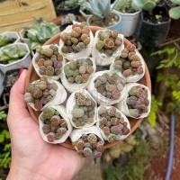 ราคา กุหลาบหิน ไม้อวบน้ำ 1ต้น ตัดสด ไม่มีราก succulents ต้นไม้ แคคตัส ไลทอป ไม้อวบน้ำ ราคาส่ง (22659164838)