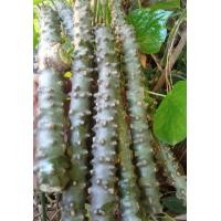 ราคา บอระเพ็ดสด 300 กรัม ราคา 31 บาท (21324712440)