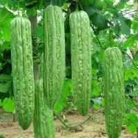 ราคา มะระจีน ถูกที่สุด25บ เมล็ดพันธุ์มะระจีน 5 เมล็ด ปลูกง่าย ลูกดก ทานอร่อย มีประโยชน์ (19104418430)