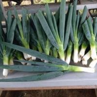 ราคา เมล็ดพันธุ์ ต้นหอมยักษ์ ต้นหอมญี่ปุ่น ต้นหอมใบใหญ่ 1100 เมล็ด 10 เเถม 1 คละได้ (10697405019)