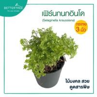 ราคา เฟิร์นกนกอินโด กระถาง 3 นิ้ว ต้นไม้มงคล ไม้ฟอกอากาศ (22773869410)