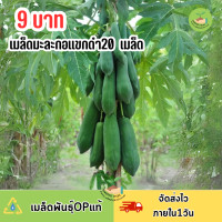 ราคา 9 บาท เมล็ดมะละกอแขกดำ บรรจุ 20 เมล็ด (22838571977)