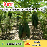 ราคา 9 บาท เมล็ดมะละกอแขกนวลดำเนินเตี้ย บรรจุ 20 เมล็ด (22838664387)