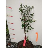 ราคา 1ต้น ต้น ปักชำกิ่ง สูง 55 60cm ฝรั่งเฟโจ ฝรั่งเฟวโจว Feijoa ฝรั่งเฟโจว ฟีโจ สับปะรดฝรั่ง ฝรั่งบราซิล Guavasteen ศรัณย์รักษ์ (18996029320)