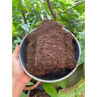 ราคา ยอดยาดำ กลาย นครศรีธรรมราช สมุนไพรพื้นบ้าน กินหมาก ไล่แมลง ศัตรูพืช 500กรัม 8พับ (21906127200)