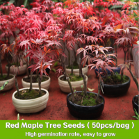 ราคา พันธุ์หายาก 50 เมล็ด Japanese Red Maple Tree Seeds for Planting ใบเมเปิ้ลญี่ปุ่น พืชหายาก ไม้ประดับภูมิสถาปัตยกรรม (22565748081)