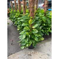 ราคา ต้นพลูด่าง พลูทอง เลื้อยหลัก กระถาง 11 นิ้ว (21891091144)