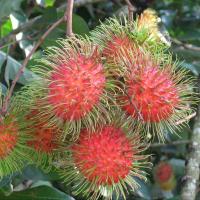 ราคา 1 ต้น เงาะโรงเรียน เงาะใต้ ต้นสูง 80 ซม ทาบกิ่ง (22094005200)