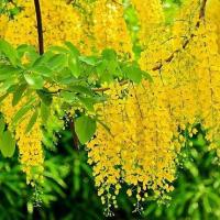 ราคา 1 ต้น ต้นพันธุ์ ดอกคูน คูน ต้นราชพฤกษ์ พร้อมปลูก ขนาดต้นสูง 80 ซม ขึ้นไป (22171223408)