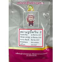 ราคา SiamRubyQueen2 400 seeds ราชินีทับทิมสยาม2 ข้าวโพดหวานสีแดง เมล็ดพันธุ์ของแท้ เมล็ดสีเหลืองคลุกยาสีแดง บรรจุ 400 เมล็ด (22852143237)