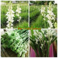 ราคา vาย หัวพันธุ์ หัว ต้น เหง้า ดอก ดอกซ่อนกลิ่น ซ่อนกลิ่น ต้นซ่อนกลิ่น หัวซ่อนกลิ่น สี ขาว กลีบซ้อน ชมพู (17338556359)