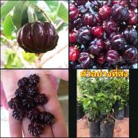 ราคา 1ต้น vาย ต้นพันธุ์ ต้น มะยมดำ ต้นมะยมดำ มะยม ดำ ต้นมะยม happy มะยมบราซิล ต้นมะยมบราซิล (15500775895)