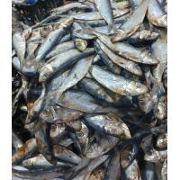 ราคา tamban dried fish 1kg ปลาหลังเขียวแห้ง 1 kg (22354659824)