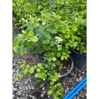 ราคา ต้นแก้ว แก้วพวงดวงใจ ติดดอกง่าย กระถาง 11 นิ้ว (22786016616)