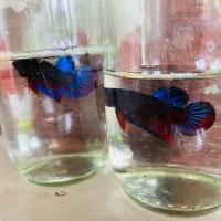 ราคา กัดหม้อ75 สายกัด (20977215067)