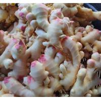 ราคา ขิงอ่อน ขิงสด 1 กิโลกรัม (18215576965)