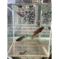 ราคา ตัวเมียอีสาน25 แผลกัดข้างตัว ปากเร็วตรงปกแน่นอนค่ะ (20575975811)