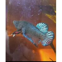 ราคา ปลากัดอินโด หนังดี เขี้ยวยาว (22658658019)