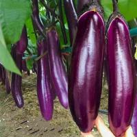 ราคา เมล็ดพันธุ์ผักHIGH QUALITY VEGETABLE SEEDS EGGPLANT Chili OKRA cilantro SWEET PEPPER Carrots pak choi Long Bottle White Radish Cabbage Chinese Cabbage (22306018922)
