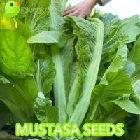 ราคา MUSTARD SEEDS MUSTASA SEEDS 1500 seeds Chinese (22245693515)