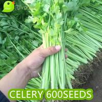 ราคา 600 SEEDS CELERY SEEDS VENTURA VARIETY FOR PLANTING HIGH YIELDING (22245526138)
