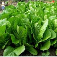 ราคา เมล็ดพันธุ์ผักHIGH QUALITY VEGETABLE SEEDS EGGPLANT Chili OKRA cilantro SWEET PEPPER Carrots pak choi Long Bottle White Radish Cabbage Chinese Cabbage (22306018955)