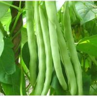 ราคา เมล็ดพันธุ์ผักHIGH QUALITY VEGETABLE SEEDS EGGPLANT Chili OKRA cilantro SWEET PEPPER Carrots pak choi Long Bottle White Radish Cabbage Chinese Cabbage (22306018940)