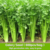 ราคา เมล็ดพันธุ์ ขึ้นฉ่าย บรรจุ 800 เมล็ด Chinese Celery Seeds Vegetable Seeds for Planting Plantsปลูกง่าย อัตราการงอกสูง (22616670472)
