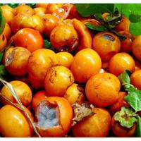 ราคา 30 เมล็ด ตะโก ตะโกนา โก มะถ่านไฟผี นมงัว มะโก พระยาช้างดำ ต้นตะโก Ebony Diospyros rhodocalyx Kurz (21282013141)