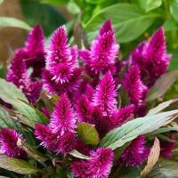 ราคา 100 เมล็ด หงอนไก่ หงอนไก่ดง หงอนไก่ดอกกลม หงอนไก่ฟ้า สีสรรสุดุดเด่น Cockscomb Celosia Seeds สายพันธุ์ Flamingo (21719552563)