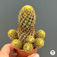 ราคา ดาราทอง Mammillaria Prolifera hybrid กระบองเพชร ไม้อวบน้ำ กุหลาบหิน cactus succulentหลากหลายสายพันธุ์ (22805117340)