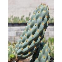 ราคา opuntia Miqueliopuntia Miquelii โอพันเทียข้าวโพด (17627252043)