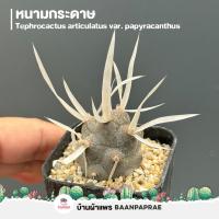 ราคา รวมกระบองเพชรและไม้อวบน้ำ 2 หลากหลายสายพันธุ์ ส่งทั้งกระถาง cactus succulent (22836058179)