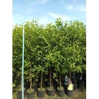 ราคา 1ต้น ต้น สูง 180 200cm ต้นมั่งมี ต้นเพาะจากเมล็ด Natthaphong (21790700592)