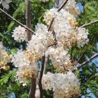 ราคา 1 ต้น ต้นกล้า ดอกคูน คูน ต้นราชพฤกษ์ พร้อมปลูก ขนาดต้นสูง 60 80 ซม ขึ้นไป (22171083958)