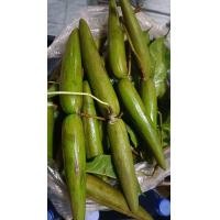 ราคา มะเขาวัวมะเขาควาย อร่อย กรอบ ทานกับพริกเกลือ นำไปดองได้ 1 kg (22565671767)