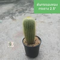 ราคา ต้นกระบองทอง สายพันธ์ุกระบองเพชร แคคตัส Eriocactus leninghausii Yellow tower cactus กระถาง 2 5 ไมัมงคล เชื่อว่าให้โชคลาภ ลำต้นเป็นทรงกระบอกสีเขียวคล้ายกระบอง มีหนามสีเหลืองล้อมรอบทั้งลำต้น ทนแล้ง (208