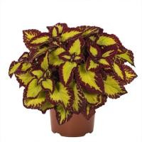 ราคา 20 เมล็ด ฤษีผสม Coleus ฤๅษีผสม ไม้มงคล ต้นไม้เรียกทรัพย์ คุ้มครอง มีคู่มือปลูก สายพันธุ์ Stained Glassworks Velvet (21227372789)