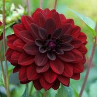 ราคา 25 เมล็ด ดอกรักเร่ รักแรก รักเร่ Dahlia Seeds (22014650355)