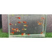 ราคา หางนกยูง มี1คู่และแยกผู้ เมีย ซานต้าครอส หูช้างเรดเทล เรดเทลแดงๆปลาหางนกยูงปลาหางนกยูง รวมสายพันธุ์ยอดนิยมบ่อบัว นกยูงทุกกล่อง (22760087842)