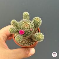 ราคา แมมตุ๊กตาญี่ปุ่น Mammillarua gracilis แคคตัส กระบองเพชร cactus succulent (22836061638)
