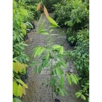 ราคา 1ต้น ต้น ต้นเสียบยอด สูง 60 70cm ลำดวนทวาย หอมนวล ลำดวนเเคระ ต้นลำดวนทวาย ต้นหอมนวล ต้นลำดวนเเคระ Sphaerocoryne lefevrei to Navin ta Nattawadee (22195432838)