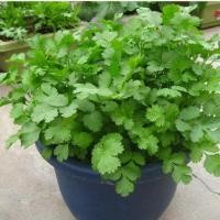 ราคา ประมาณ 90 เมล็ด แพ็ค Coriander Seeds เมล็ดพืชผักอินทรีย์สดสำหรับปลูก Fresh Organic Vegetable Seeds for Planting (22435230194)